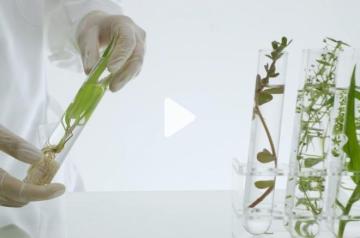 Hands holding test tubes with plants in them
