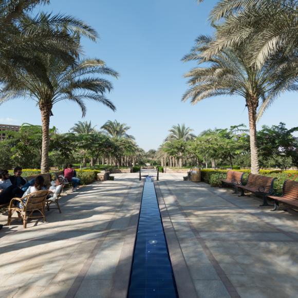Fountain-palms