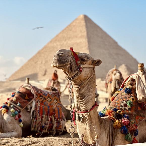 A camel stands in front of the pyramids