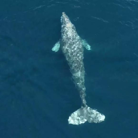 A whale under the water