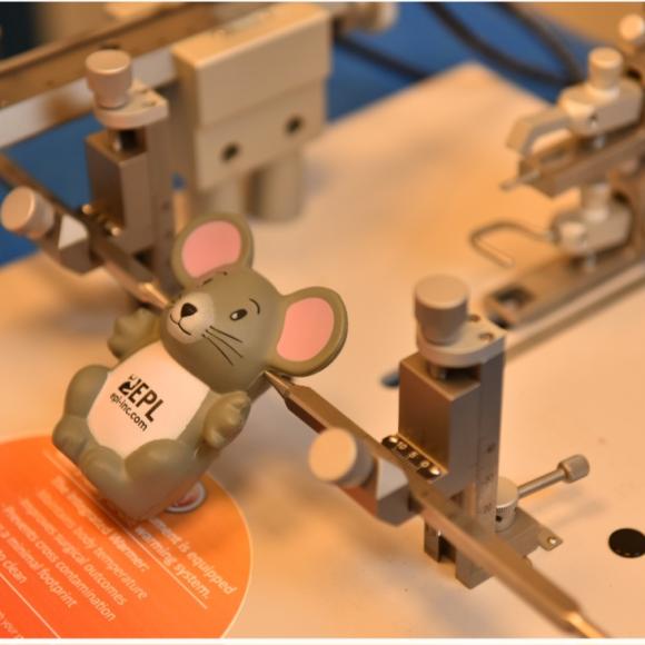 a prototype of a rat or a mouse in a lab room